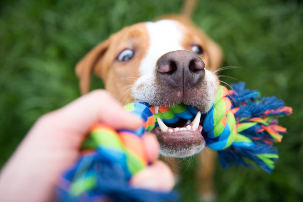 Dog playing tug a war with an owner