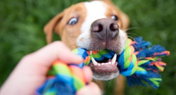 My dog would never bite anyone! But what if it does?